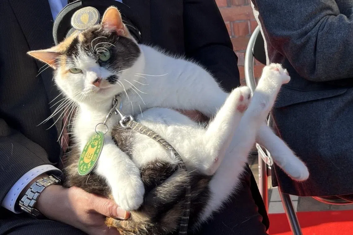 三花猫“四代玉”于2026年1月7日正式接棒，出任贵志站第三代站长。（和歌山电铁株式会社官网）