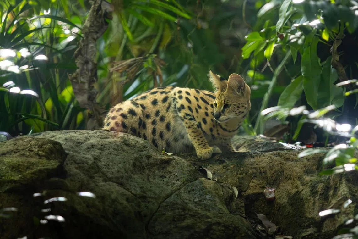 新加坡动物园的新生雄性薮猫（Serval）幼崽性格害羞，总爱依偎妈妈。（万态保育集团提供）