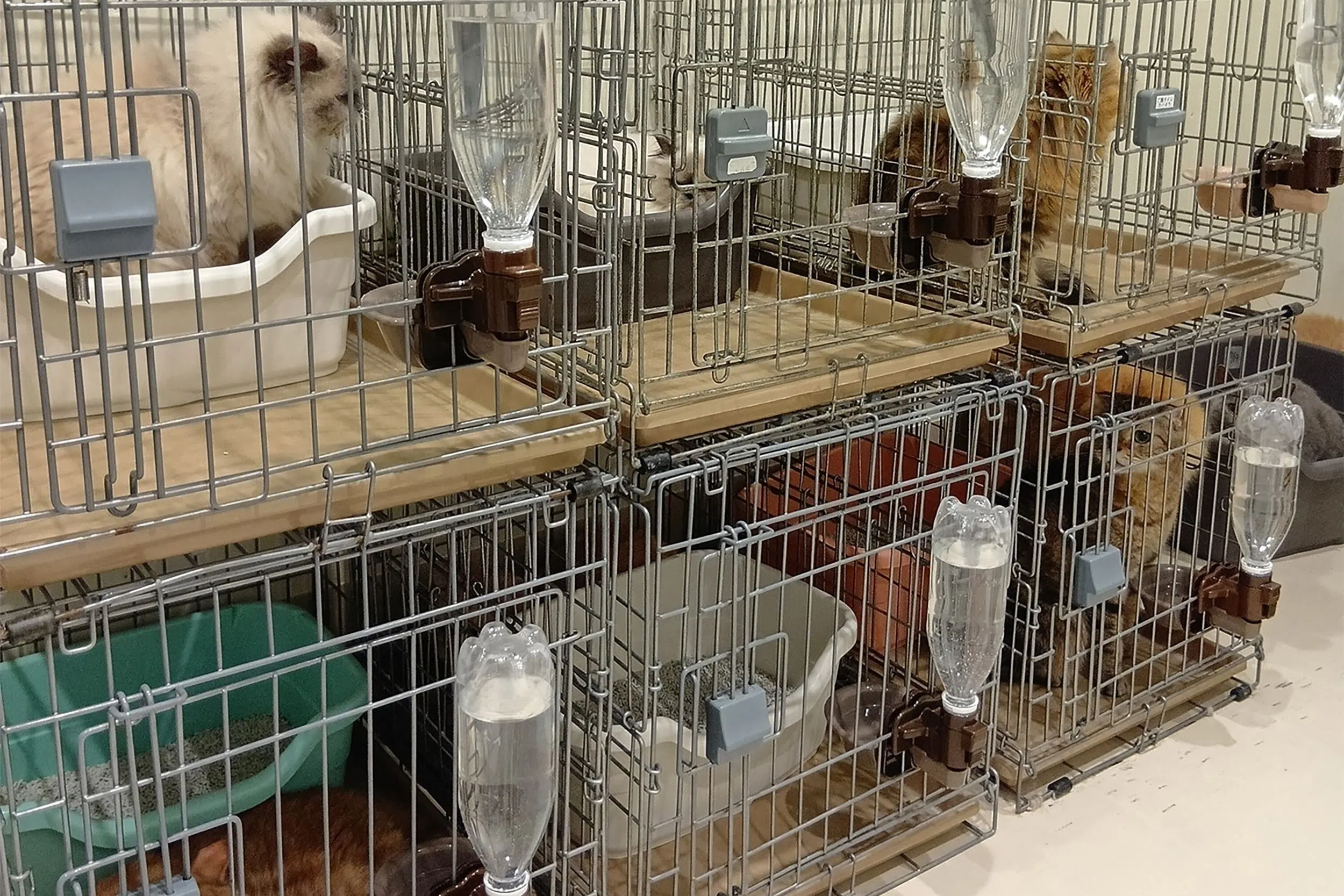 猫咖MOFF的经理星期三（7月29日）进入商场大楼，将25只猫全部安全救出，猫咪均未受伤。（法新社）