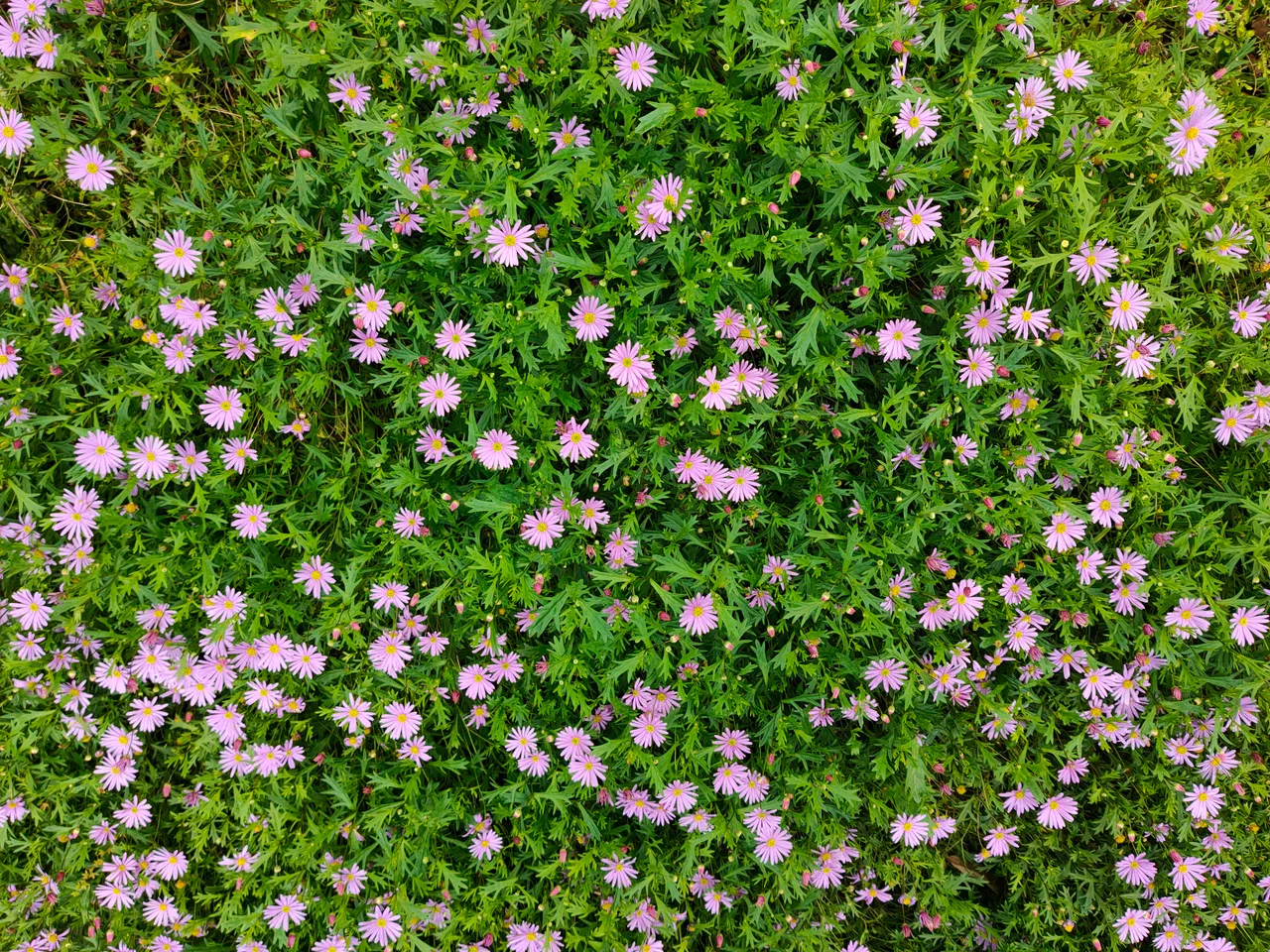 普凯堤处处有繁花似锦的自然景观，妩媚动人。（陈静芳摄）