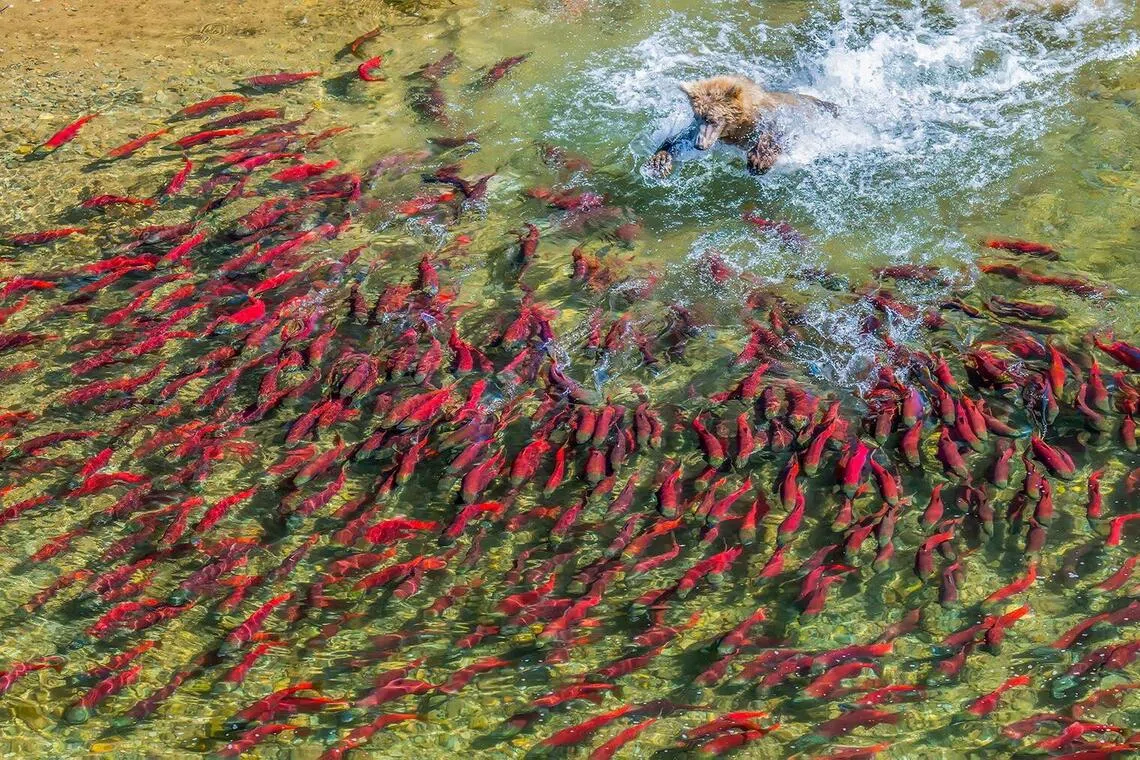 自然组PSA银奖：追猎猩红／鐘炳廉（加拿大）（新加坡摄影学会提供）