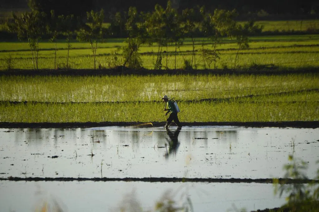 米价居高不下 菲律宾拟发放大米缓冲储备