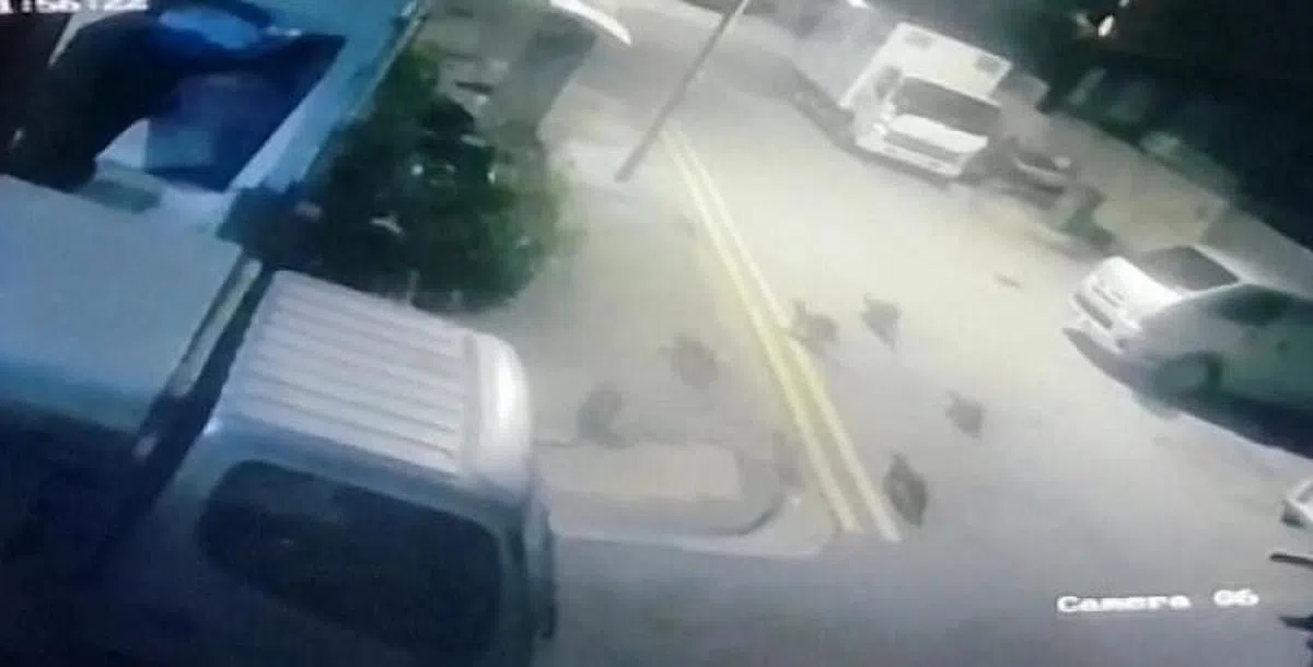 附近厂家拍到六只水獭“入侵”鱼池。（受访者提供）