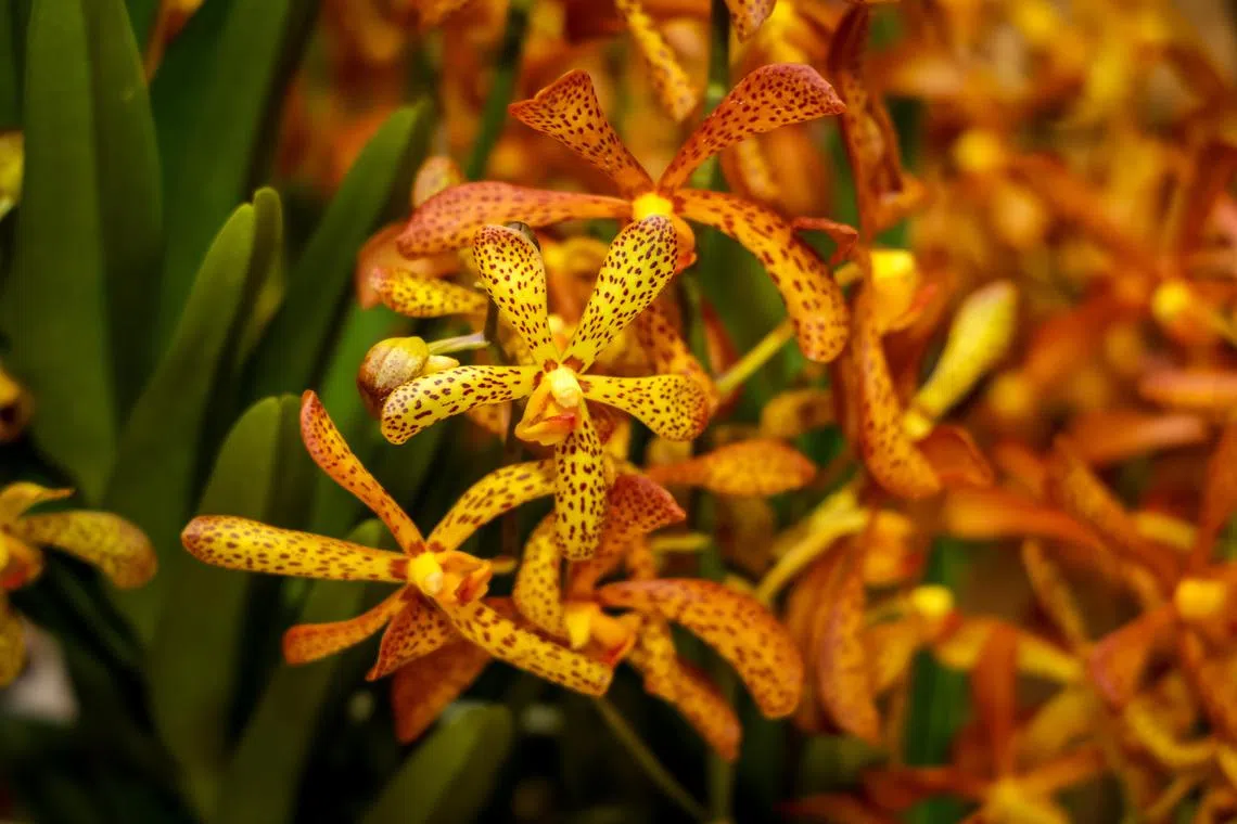 以莫斯廷名字命名的萨曼莎·莫斯廷蜻蜓万代兰（Aranda Sam Mostyn），萼片和花瓣纤细修长，呈现出浓郁的落日色调，金黄底色上密布着木褐色斑点，并带有精致的蜡质。（叶振忠摄）