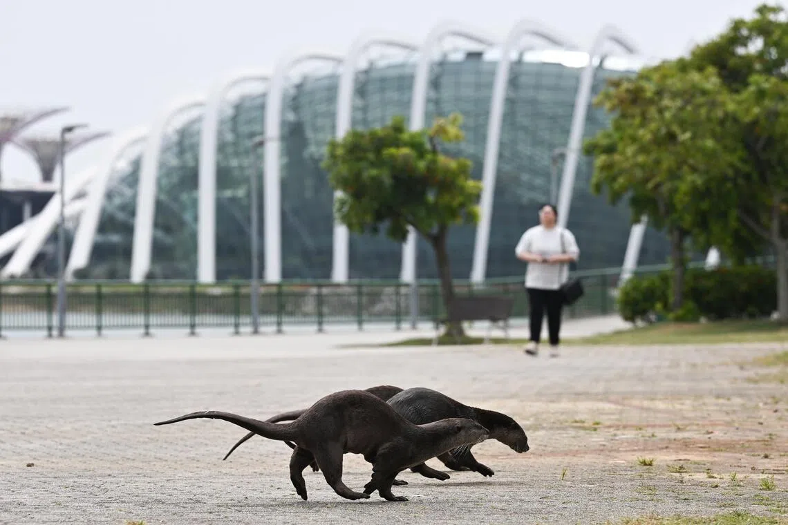 江獭以晚间活动为主，白天也会成群出没。本地有17组已知江獭群，散布在裕廊湖畔、市中心、碧山—宏茂桥公园、东海岸等地。（档案照片）