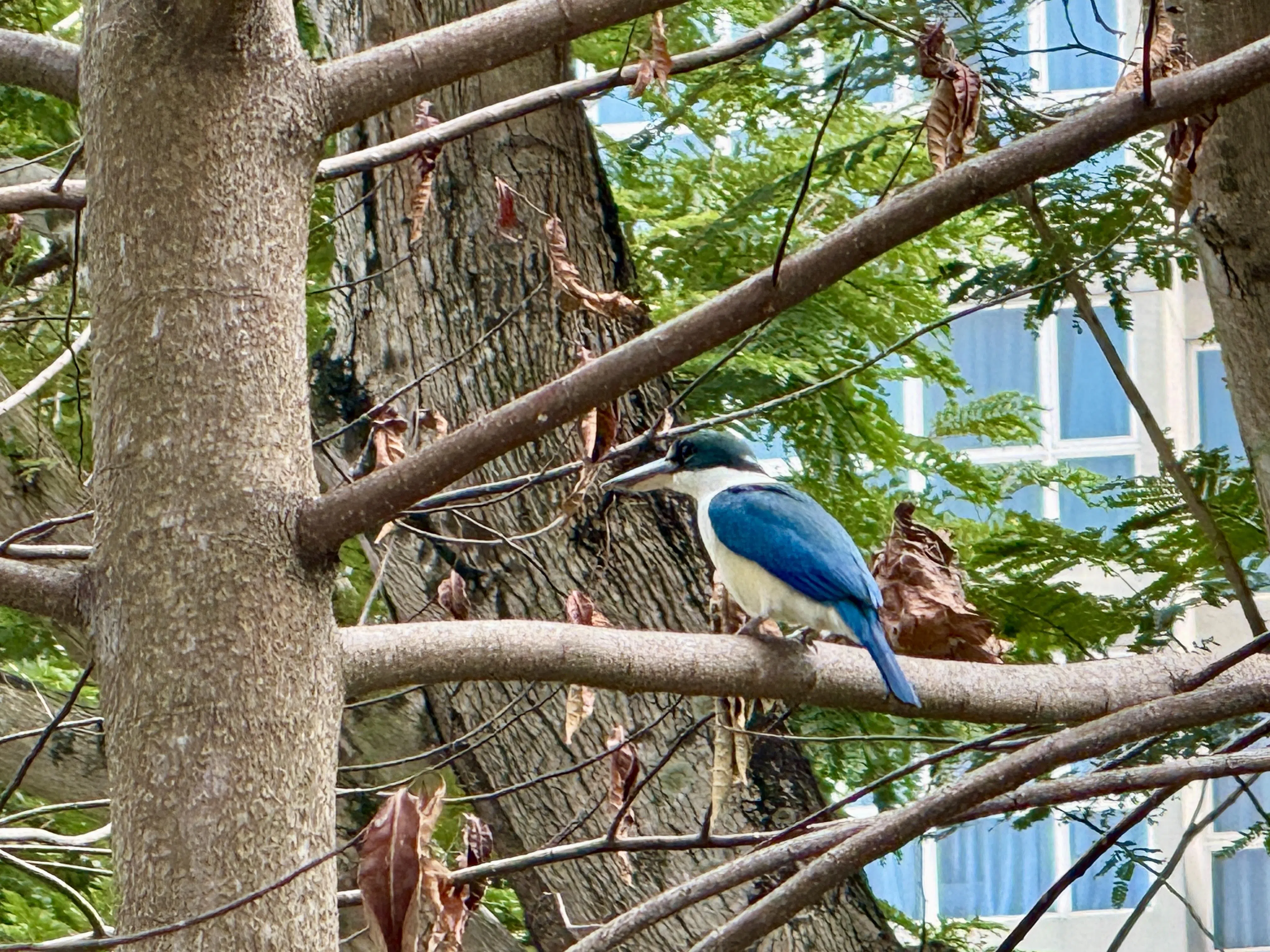 帅气的翠鸟让人眼前一亮。（陈映蓁摄）