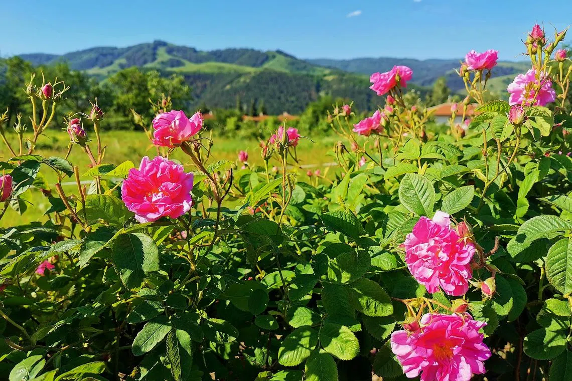 5月底到保加利亚“玫瑰谷”，就可见漫山遍野粉红玫瑰。（许月英摄）