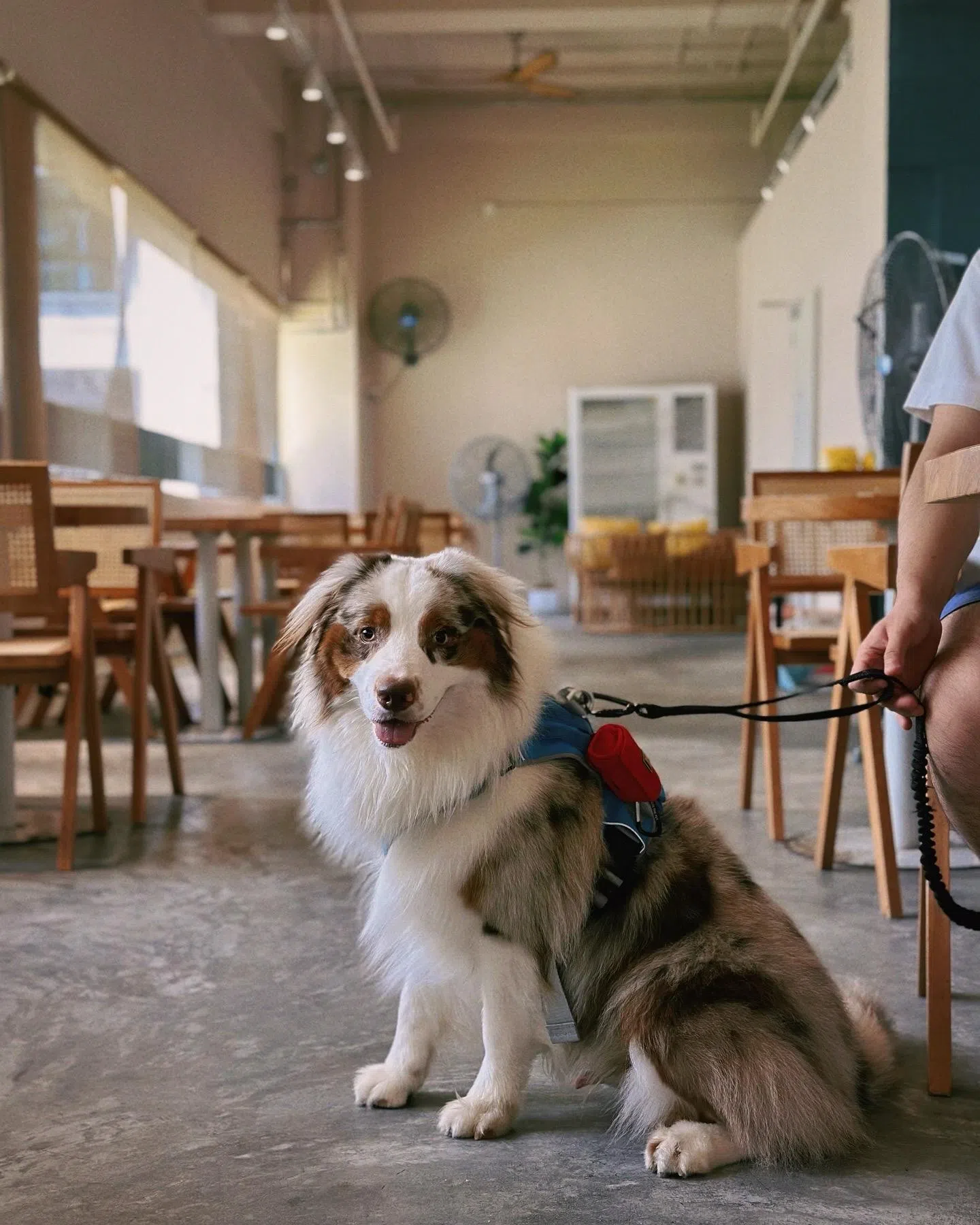 澳大利亚牧羊犬Whiskey。（受访者提供）