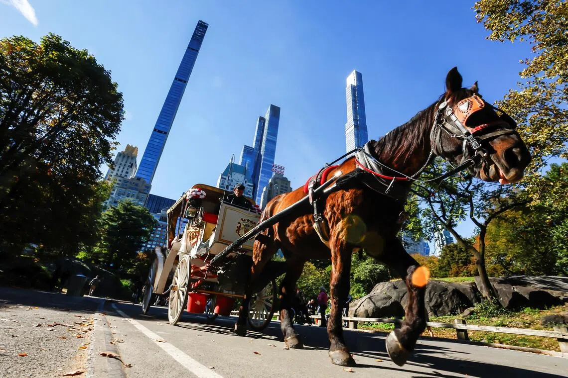 纽约市2028年起禁马车 终结历史悠久观光活动