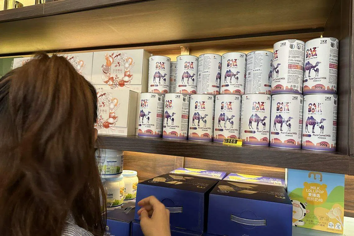 江西中煤建设集团2019年成立的万国汇，进口哈萨克斯坦骆驼奶粉，让业务多元化。（林煇智摄）