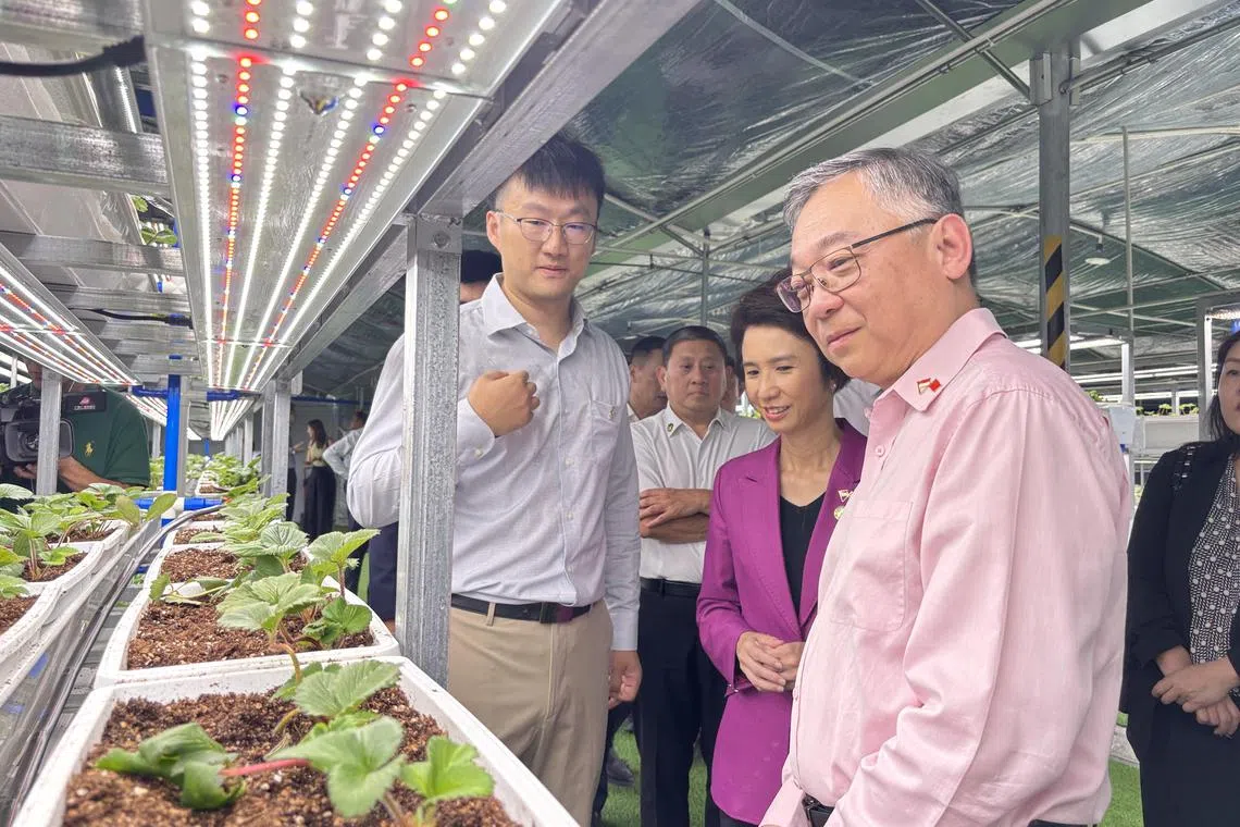 颜金勇和刘燕玲星期一（9月1日）上午参观新加坡农业科技初创企业新果（Singrow），了解草莓种植。（黎康摄）