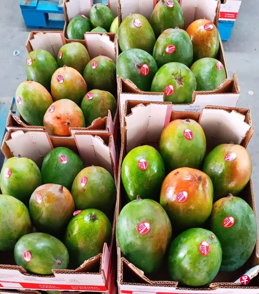 新加坡企业为芒果贴“身份证” 推动墨西哥农产品数码化出口| 联合早报