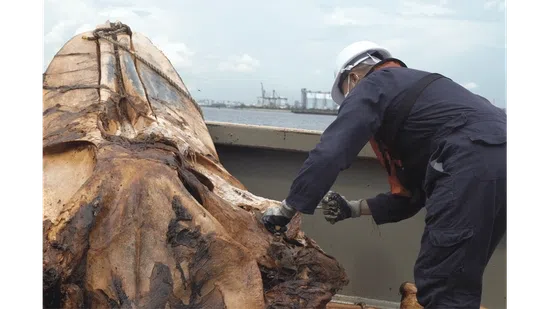 为确保安全，研究人员在解剖过程中必须穿戴救生衣与头盔。佩戴口罩也至关重要，既能避免鱼组织液或油脂飞沫溅到面部，也能缓解遗骸散发的腐臭。（国大李光前自然历史博物馆提供）