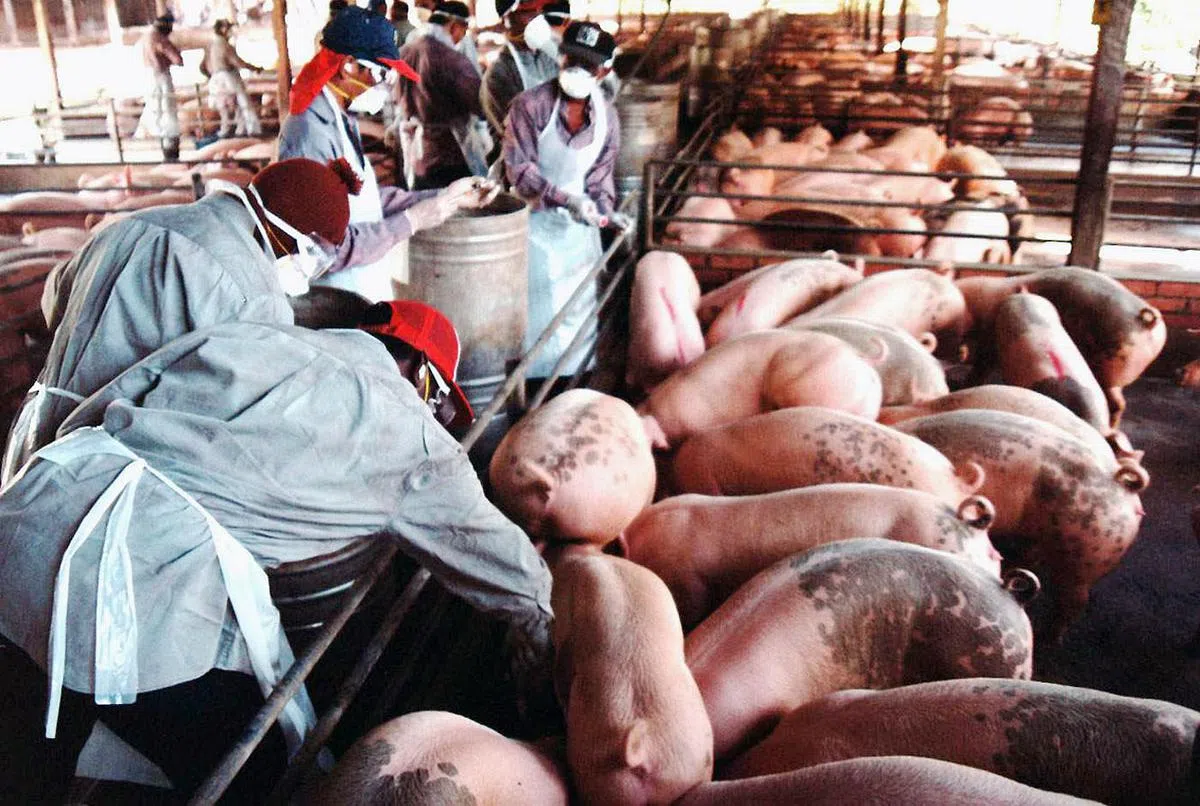 为应对立百病毒威胁，马来西亚当局在1999年销毁上百万头猪。（星洲日报）