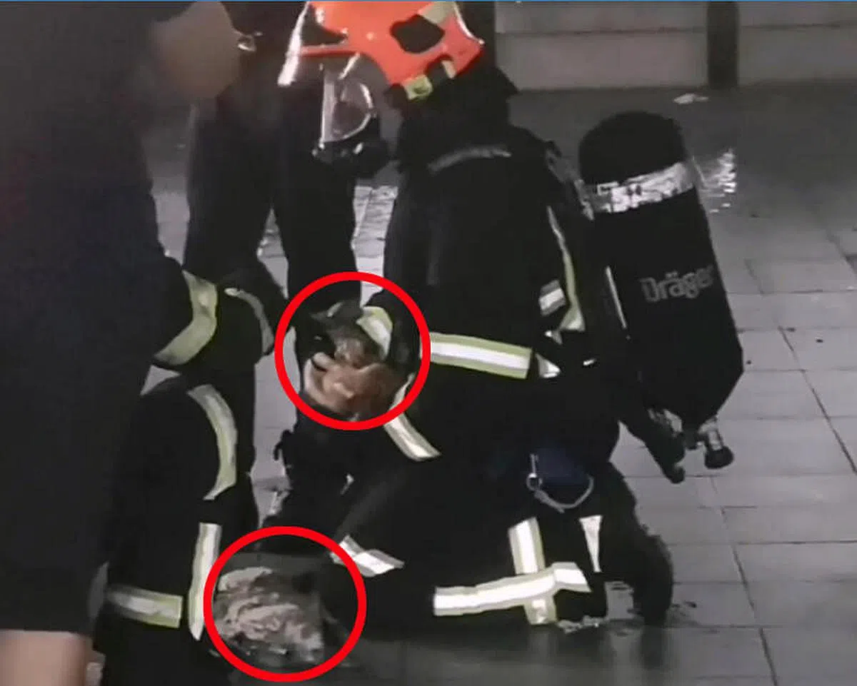 民防人员抢救两只小猫。（受访者提供）