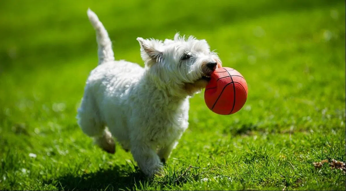 西高地白梗（互联网）