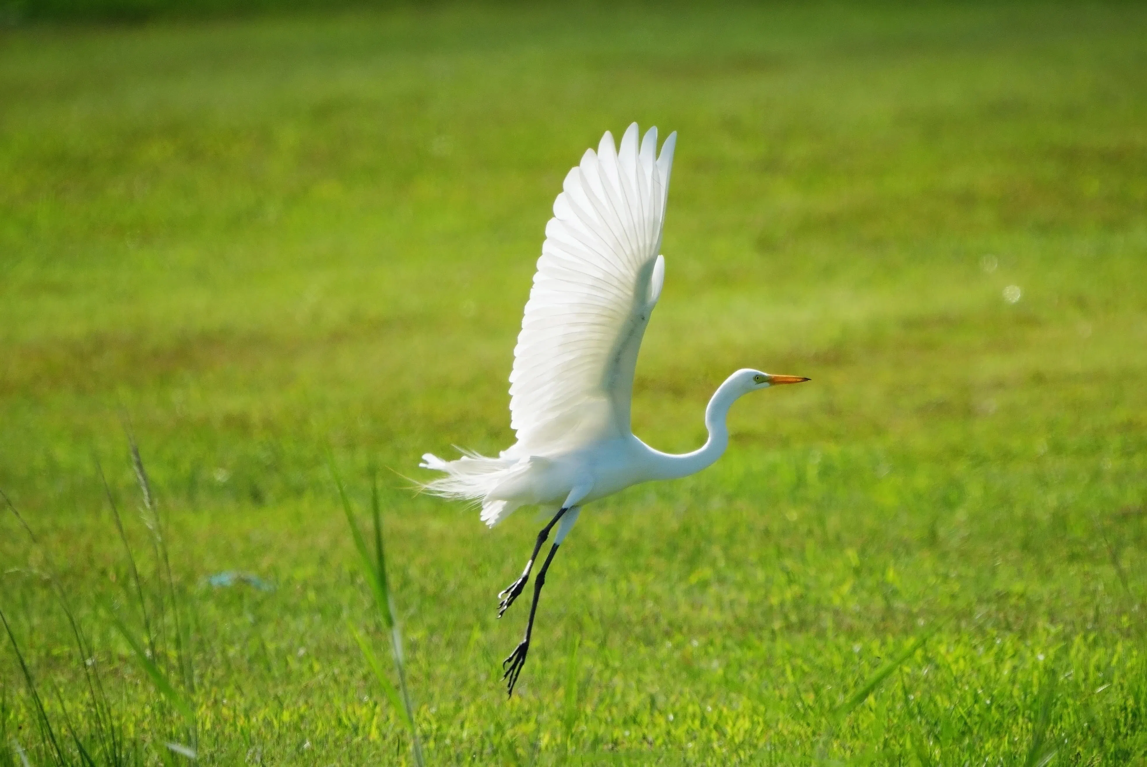 预拍功能和高帧率快门意味着任何突如其来的动作都能被捕捉到。（谢智扬摄）
