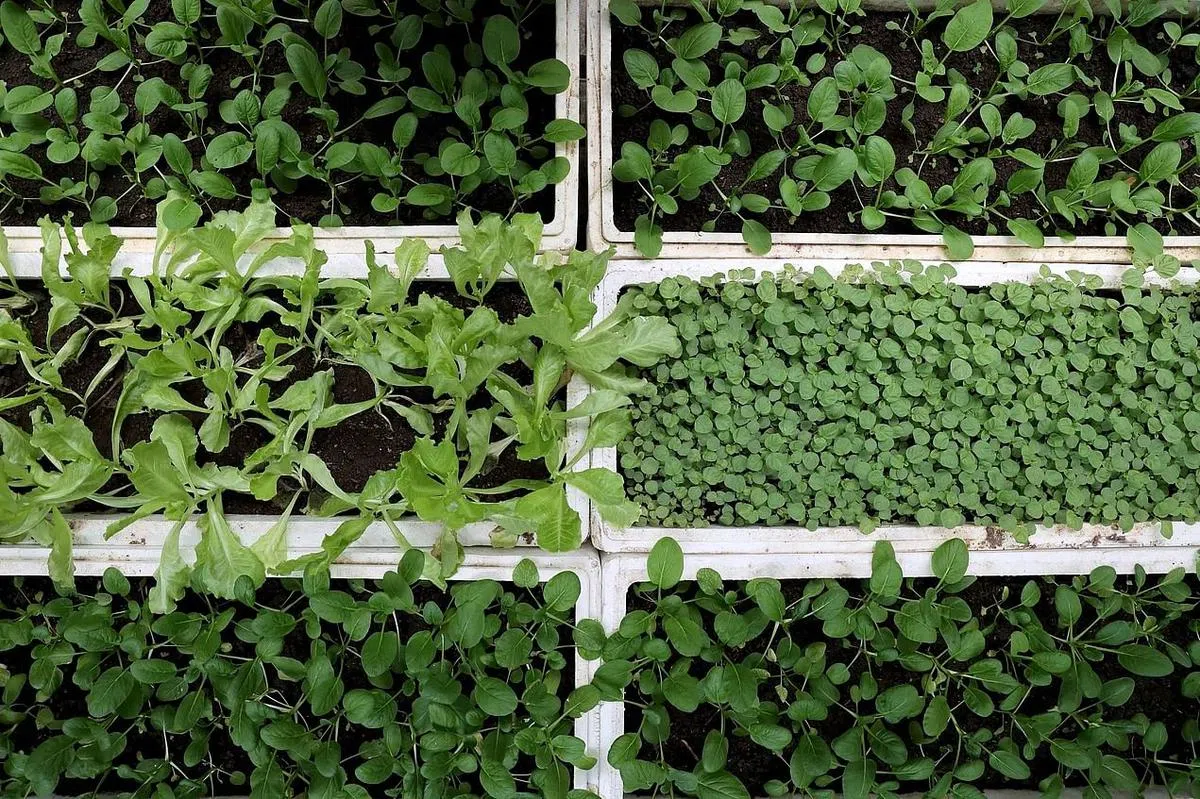 天桥下的菜园绿油油一片，难得的是完全不用化肥或农药。（龙国雄摄）