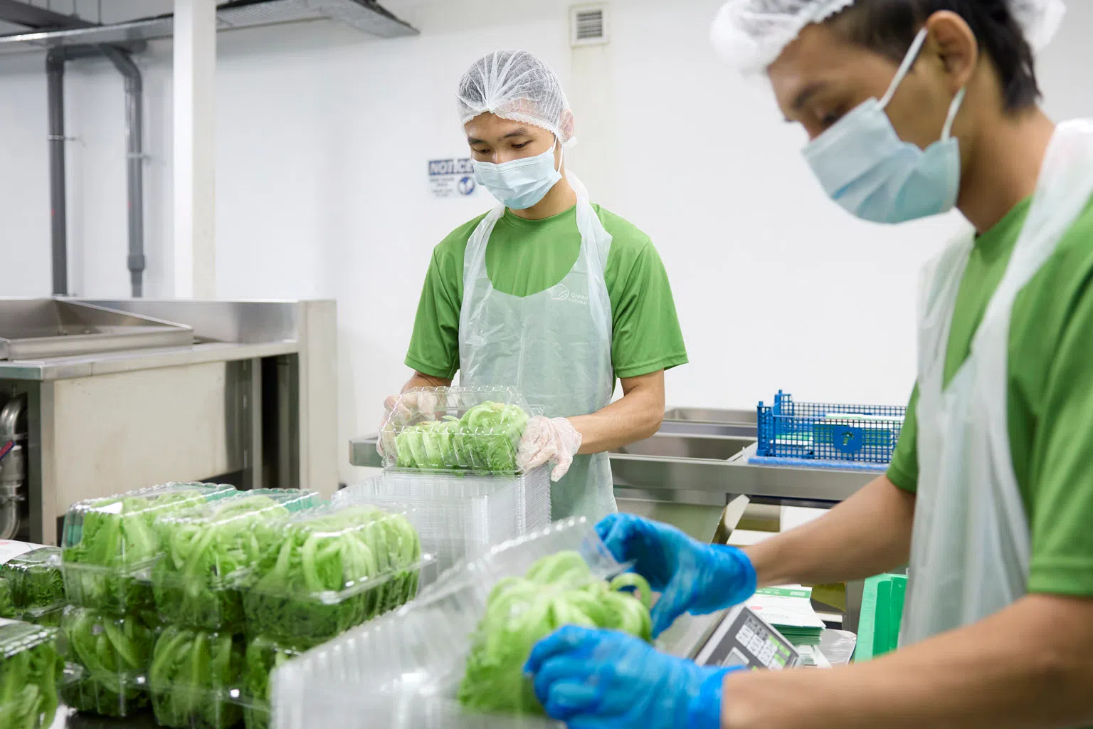 绿丰农场员工在包装新鲜收割的蔬菜。（新报业媒体）