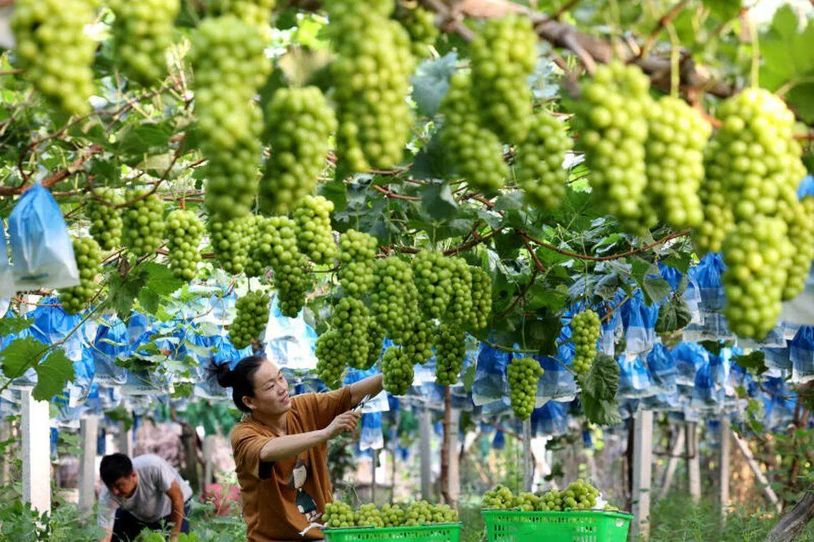 山东省枣庄市市中区农民，8月23日在果园里采摘阳光玫瑰葡萄。（新华社）