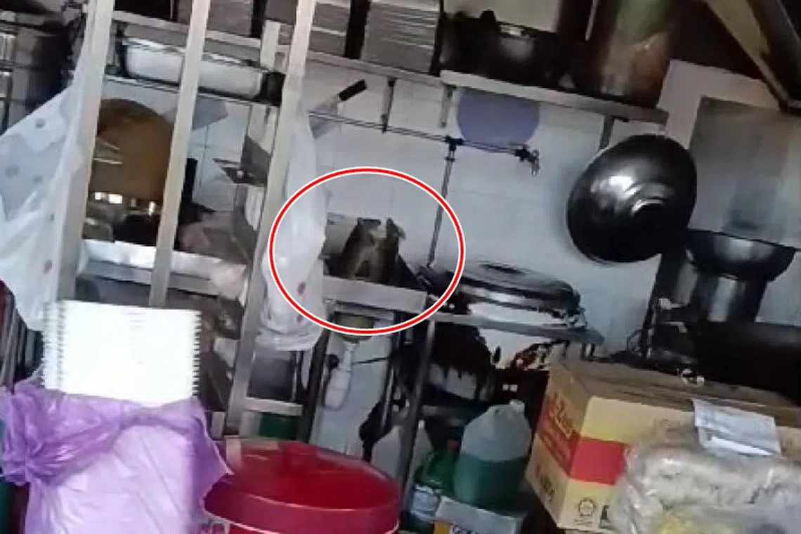 社交媒体上流传的视频显示，摊位有多只老鼠在厨房水槽上乱窜。（视频截图）