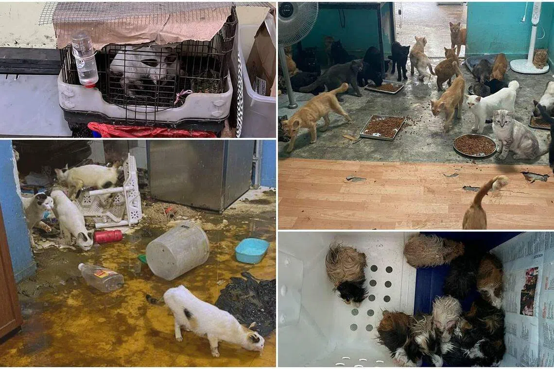 防止虐待动物协会说，在遭遗弃的动物中，猫咪以45%的比率居首，紧随其后的是仓鼠，占27%；第三位是豚鼠，占8%。（防止虐待动物协会提供）