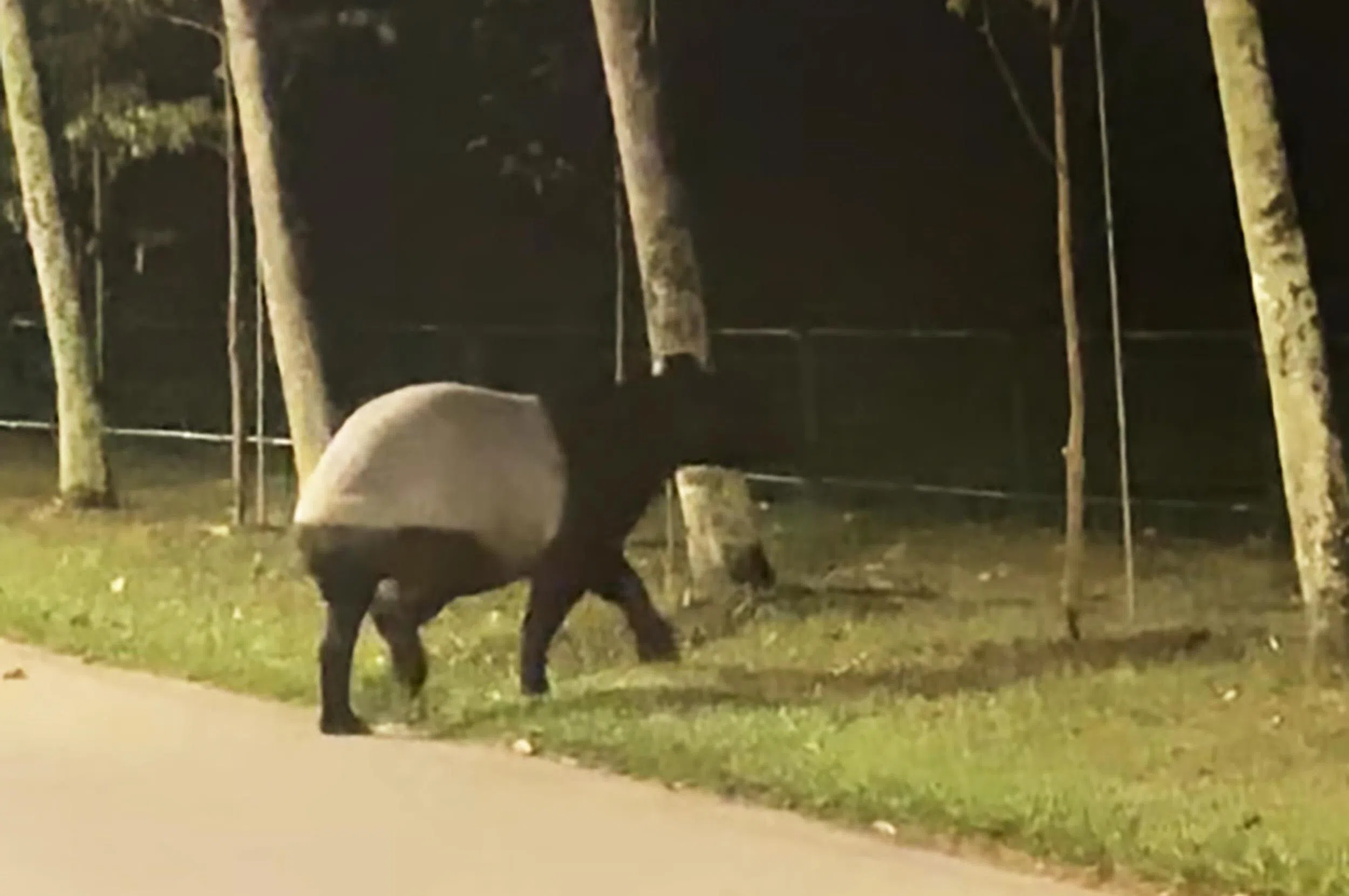 在罗弄哈鲁士出没的马来貘。（脸书视频截图）