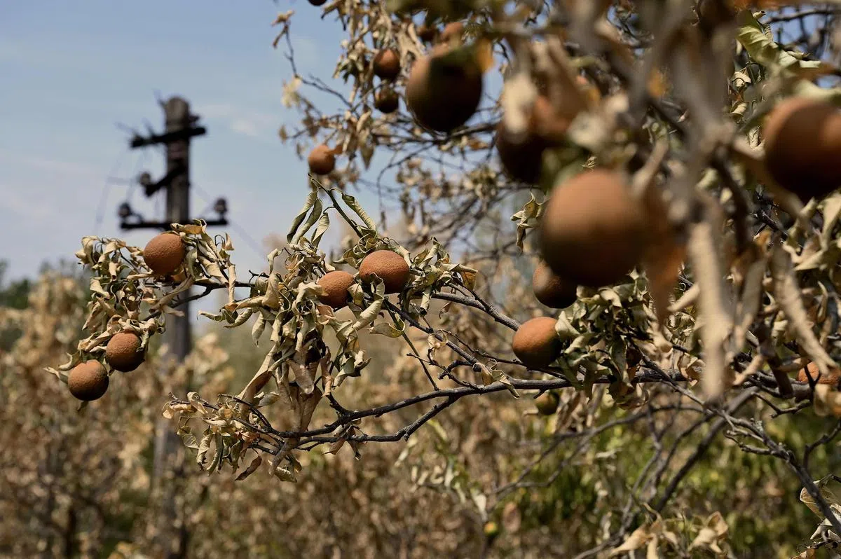 中国重庆农作物因高温而枯死。（法新社） 