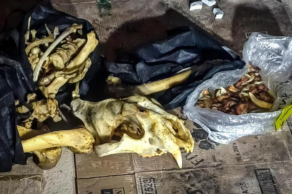 公园局与南非携手查获 逾80公斤野生动物走私品