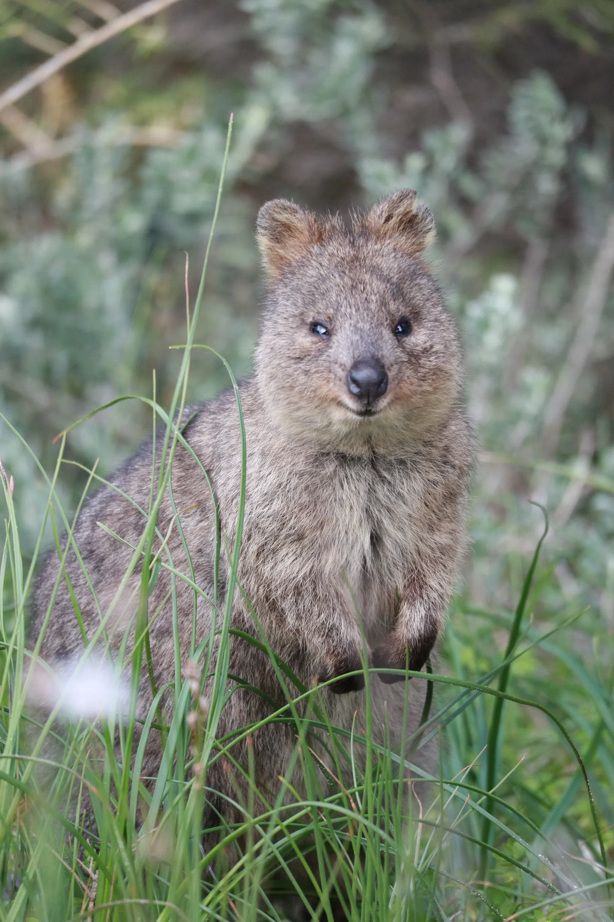 微笑的短尾矮袋鼠。（林莉琪摄）
