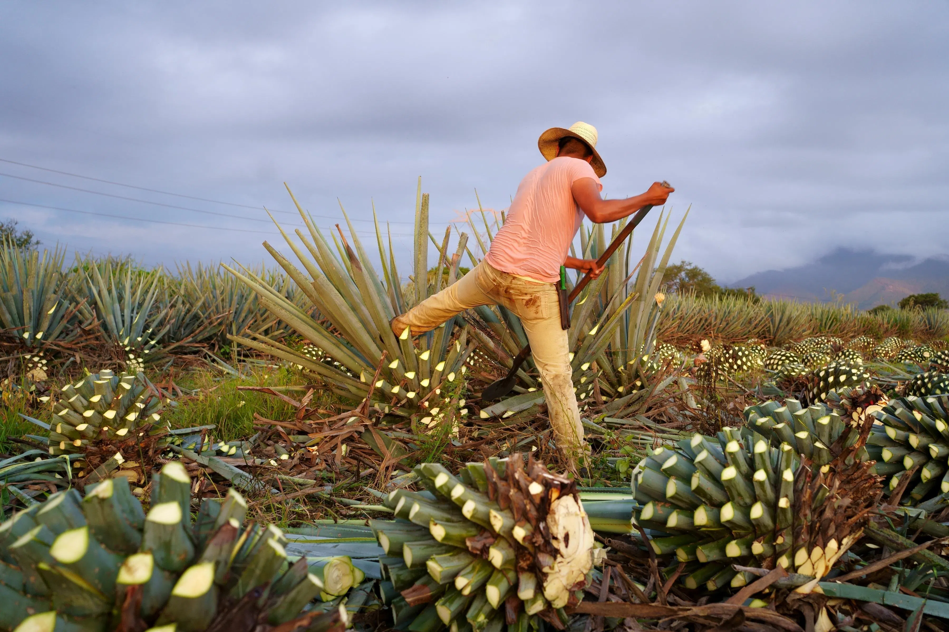 墨西哥哈利斯科州（Jalisco）的农夫采摘龙舌兰。（Shutterstock）