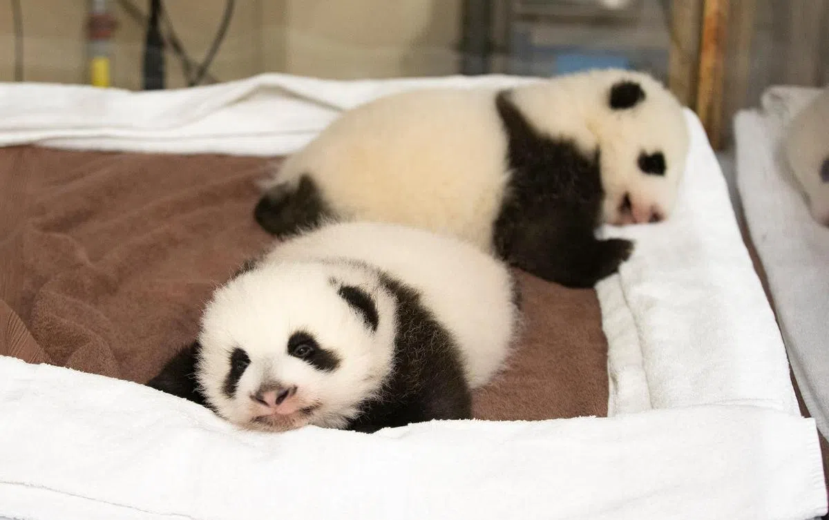 两只熊猫宝宝的名字将由中国国家主席习近平的夫人彭丽媛选定。（取自圣艾尼昂市博瓦勒野生动物园面簿）