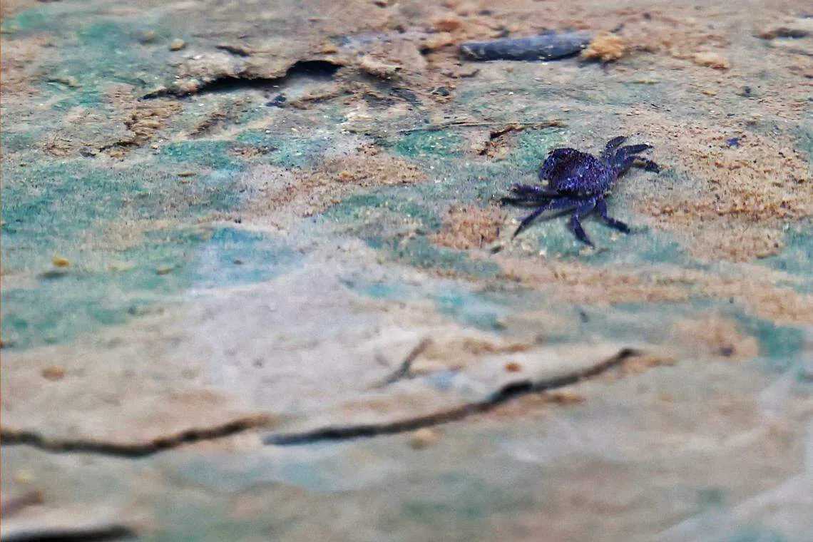 公园局在本地一个自然公园的溪流放生20只沼泽森林蟹。（陈渊庄摄）