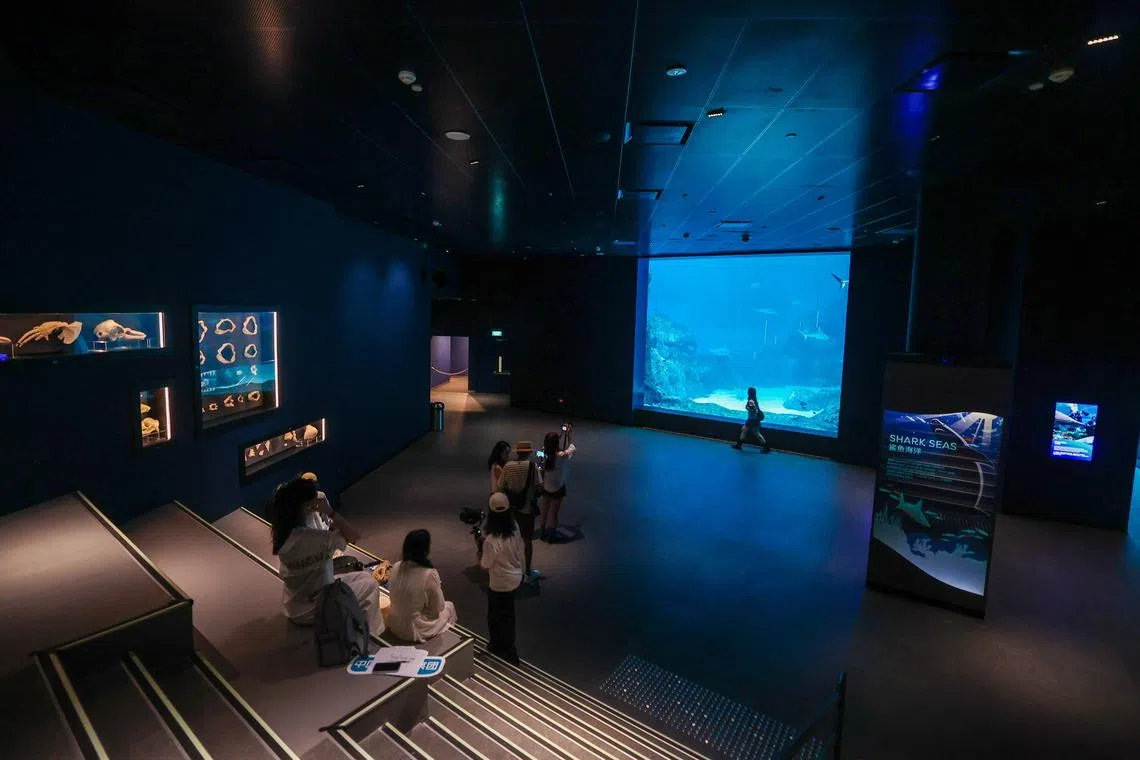 访客可在“鲨鱼海域”（Shark Seas）近距离欣赏鲨鱼在水中掠过，深入了解这些海洋霸主的独特魅力。（白艳琳摄）