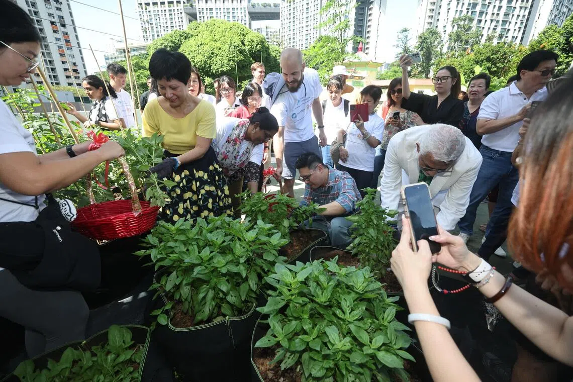 总理公署部长兼财政部及国家发展部第二部长英兰妮（左二）、丹戎巴葛集选区议员符策翔（左五），以及Sazz Initiative创办人阿斯福尔（右二），参与蔬菜种植和收成活动。（陈渊庄摄）