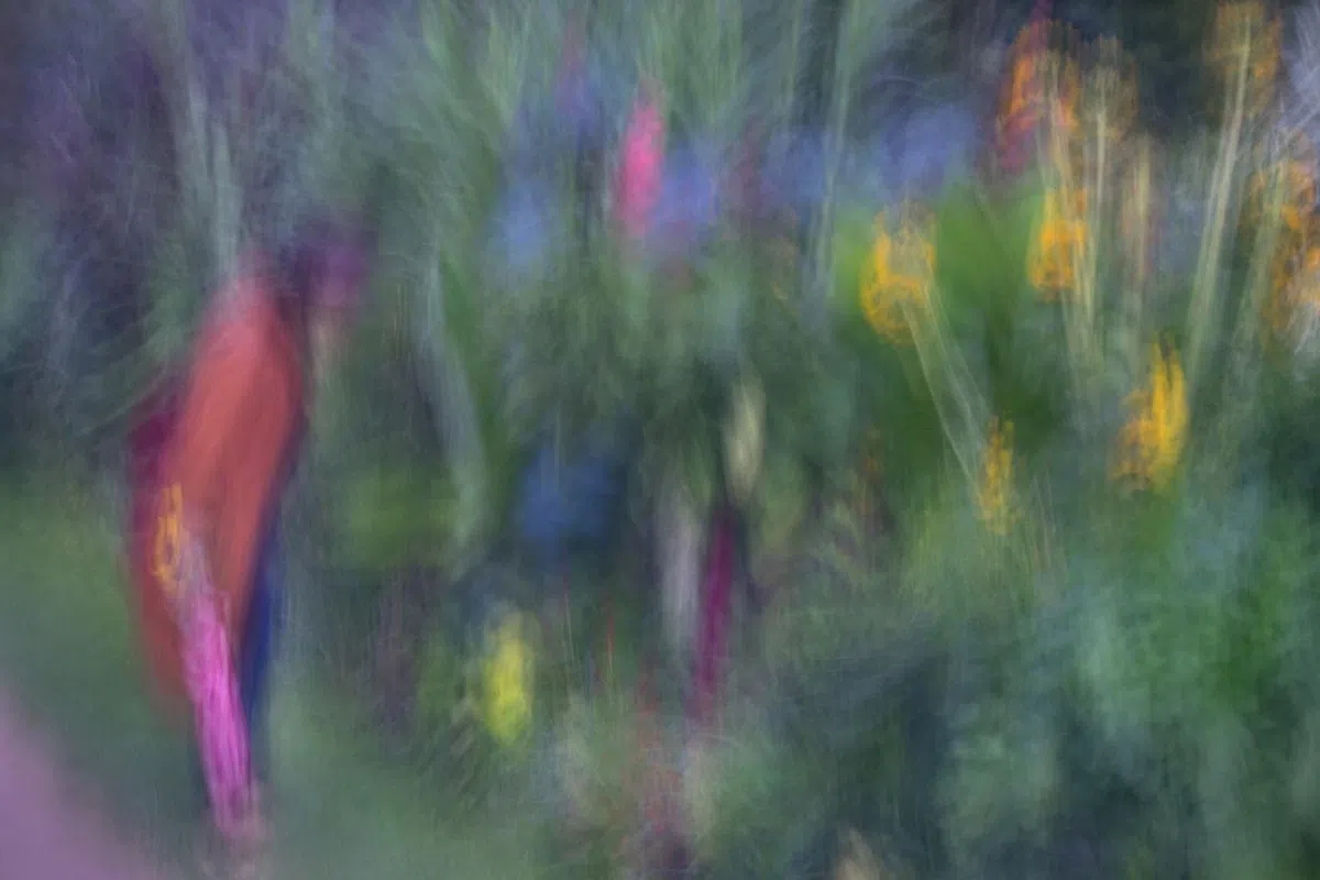 张玉卿“巴黎的树”系列摄影作品之一。（张玉卿提供）