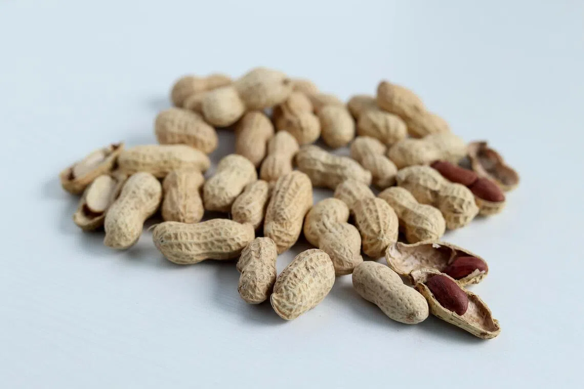 和许多坚果比较，花生是较价廉物美的选择。（龙国雄摄）