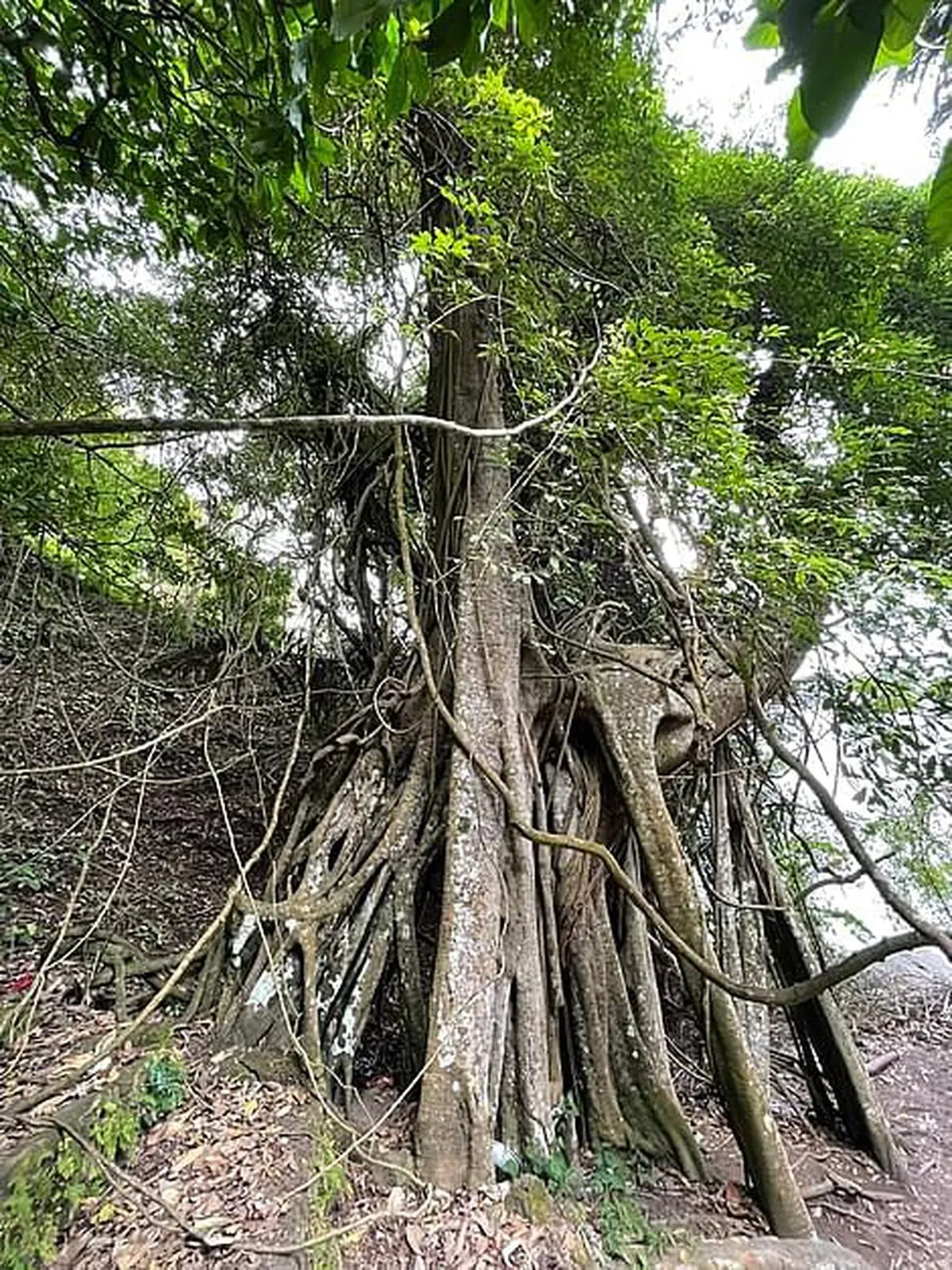 峇厘岛上的魔法树。（尤今摄）