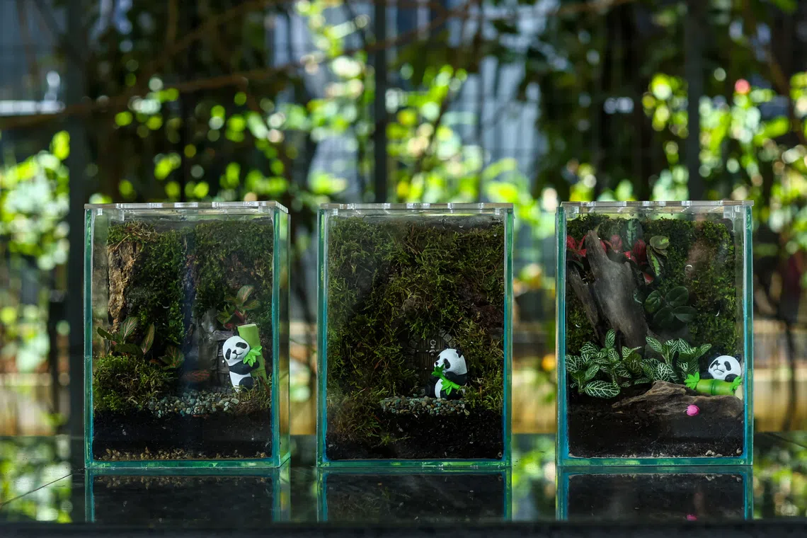 砌上造型各异的苔藓墙，为瓶中景营造出自然的生态景致。（SPH Media Limited）