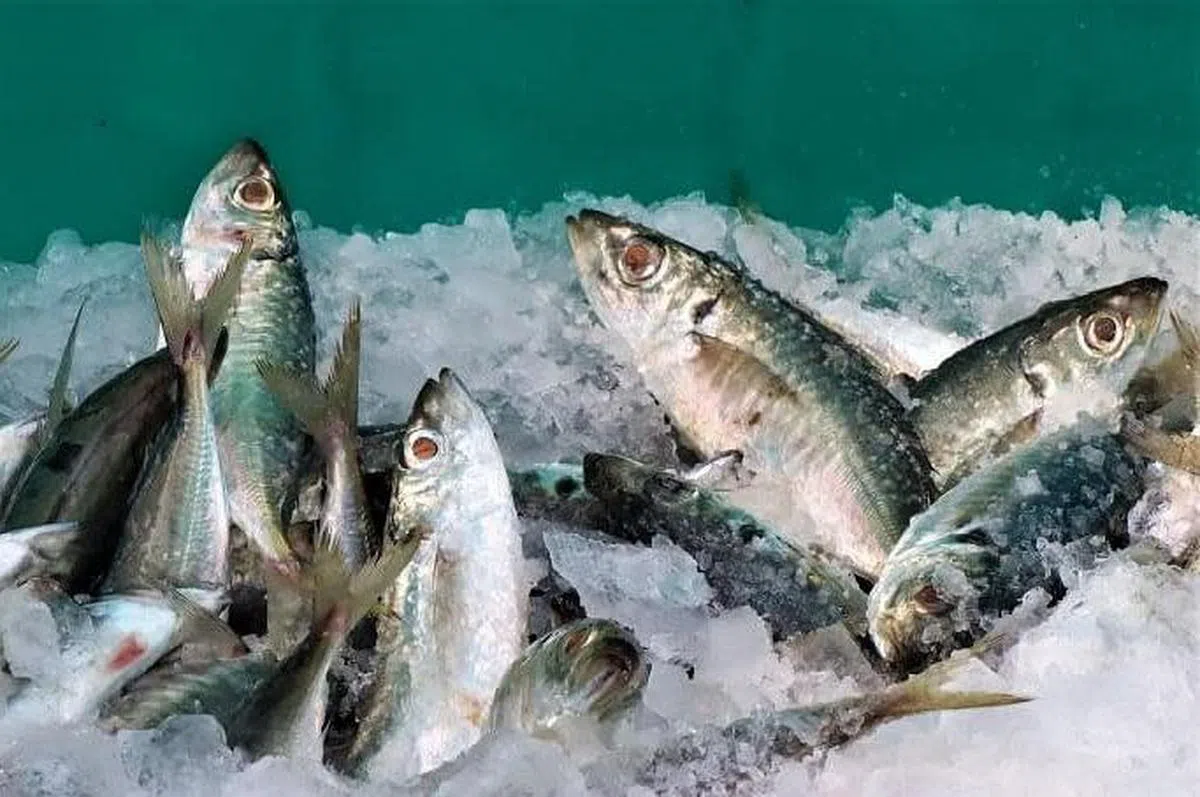 中国大陆海关总署星期三（8月3日）在声明中指出，今年6月，从台湾输大陆的冻竹荚鱼包装上检出冠病病毒核酸阳性。为防范风险，依据大陆相关法律法规和标准，决定自2022年8月3日起暂停台湾冻竹荚鱼输入大陆。（互联网）