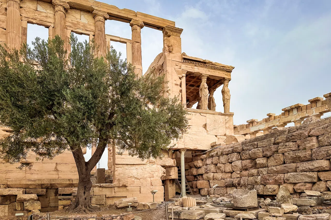 和雅典神庙一样闻名的橄榄古树。（毕强摄）