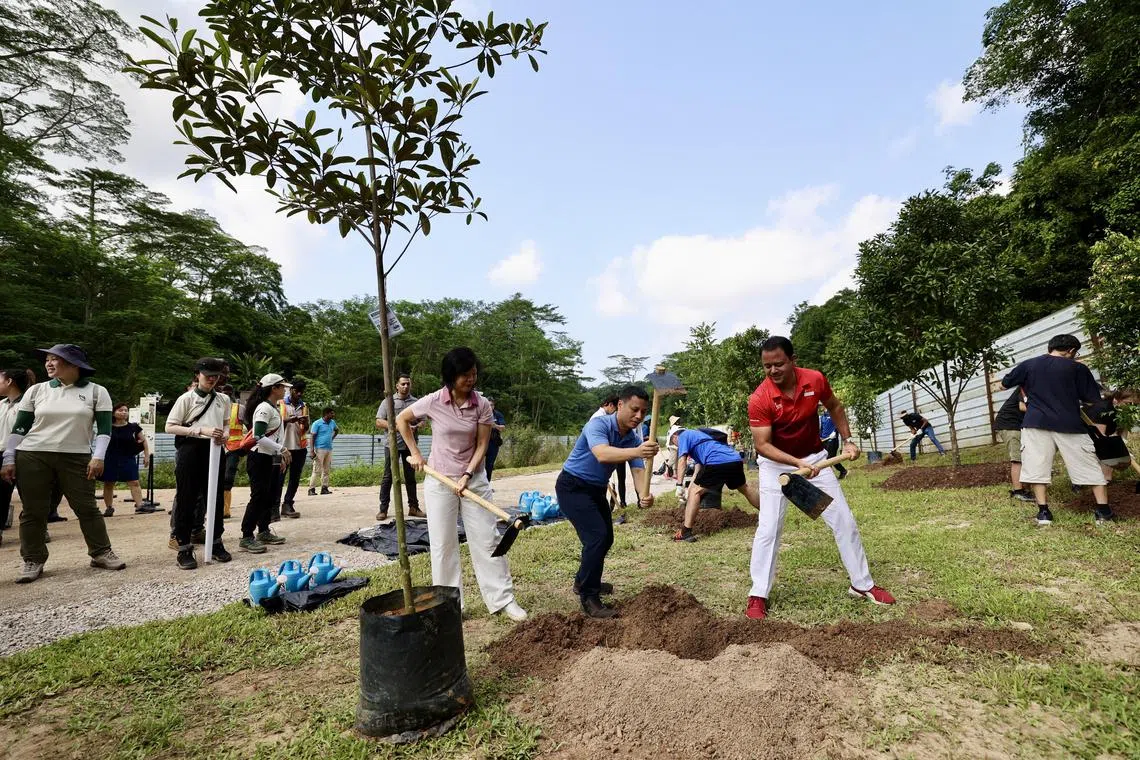 国家发展部长李智陞（中）、国家发展部兼外交部高级政务部长沈颖（左，粉红上衣）及荷兰—武吉知马集选区议员迪舒沙（右）星期六（8月31日）在金文泰自然步道（Clementi Nature Trail）进行植树活动。（陈斌勤摄）