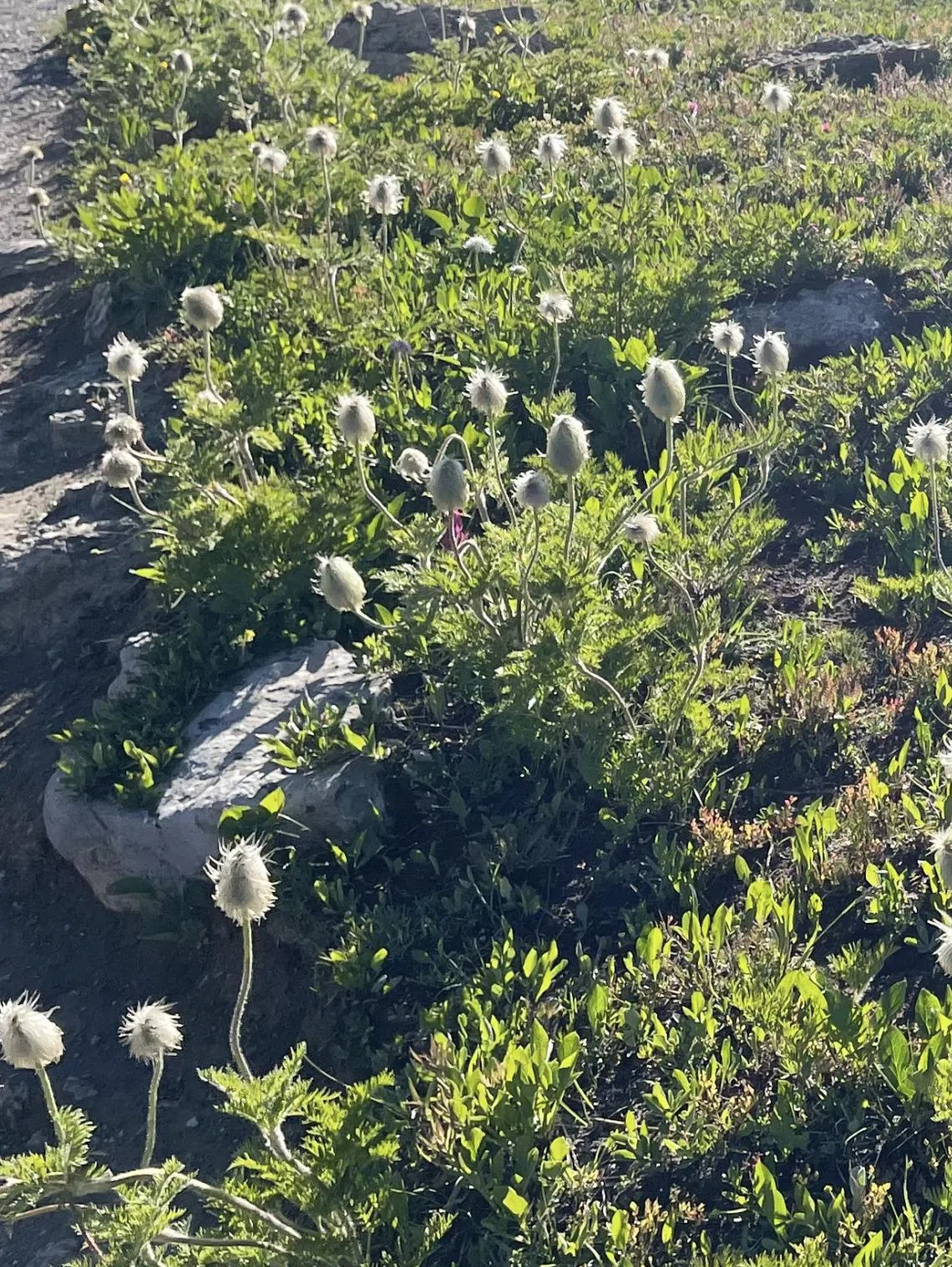 阳光村的西葵花在天气转冷时，在寒风中飘荡。（王秀金摄）