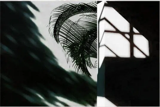 符诗云晚年用手机拍摄的《树影婆娑》，在“画意三重奏”摄影展展出。（取自画册）