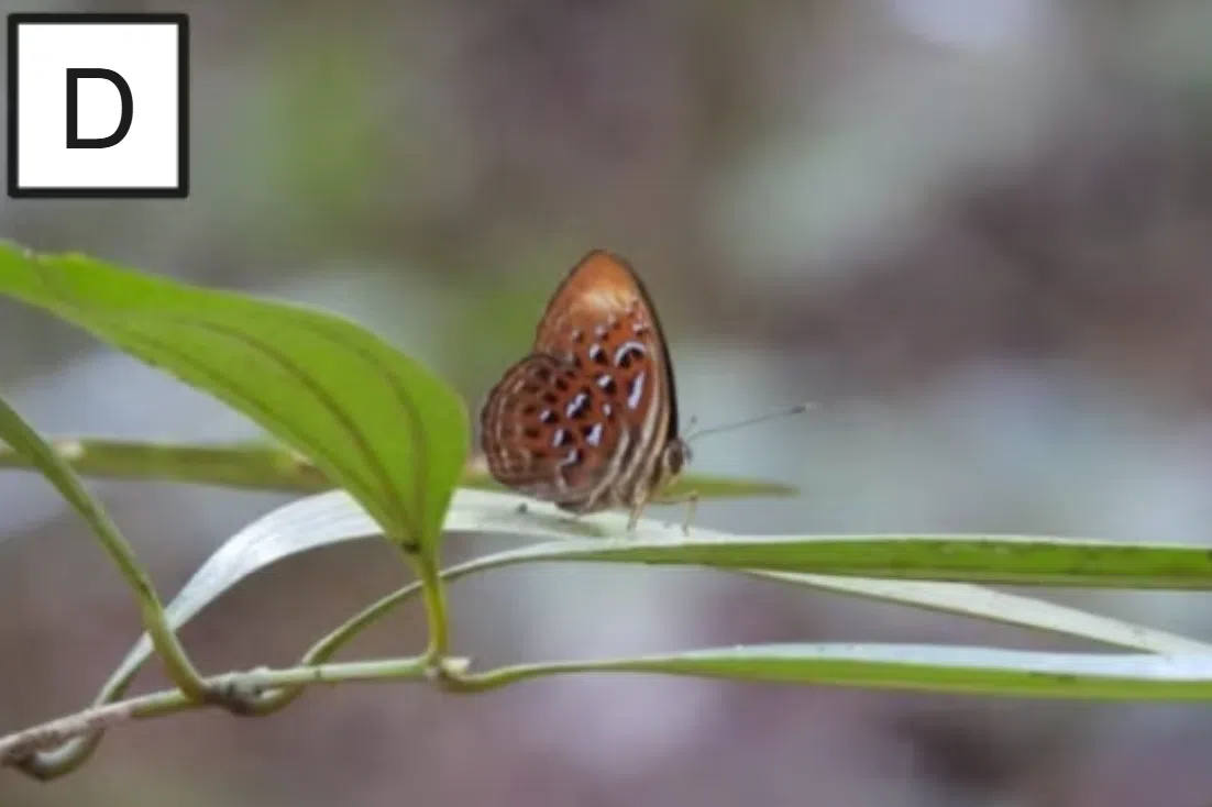 前列蚬蝶喜阴，飞行速度很快，喜欢停在树叶背面，半张着翅膀。（取自环评报告）