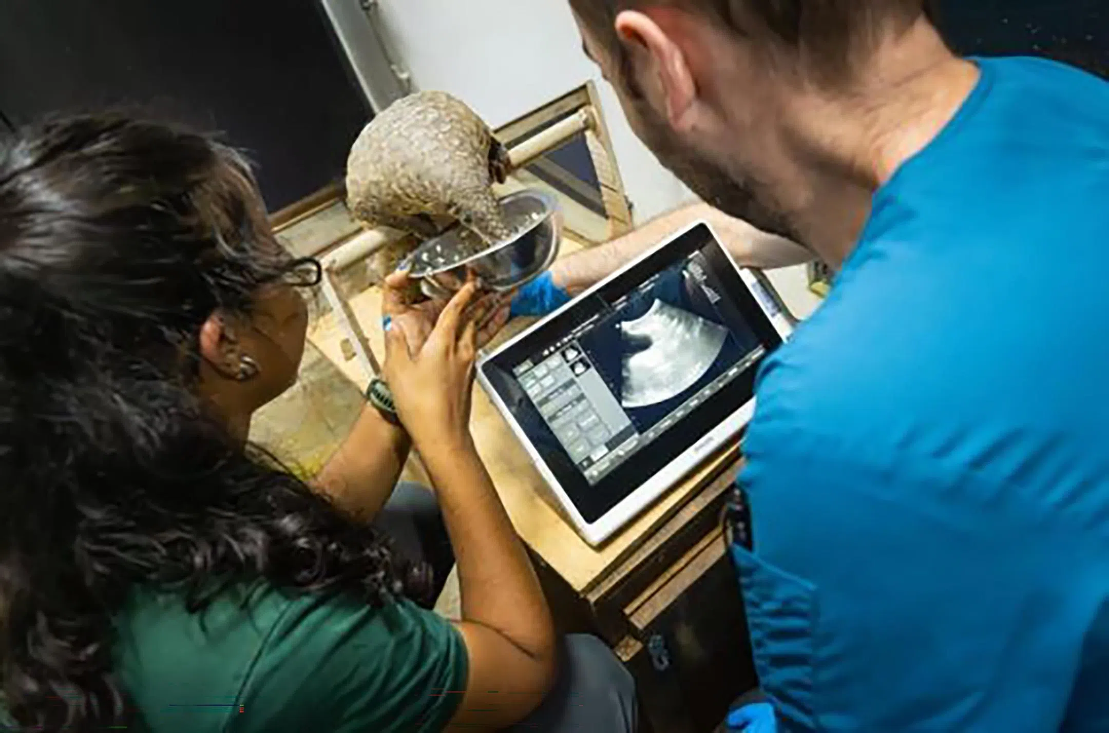 万态保育集团工作人员为甘比进行例行超声波检查。（万态保育集团提供）