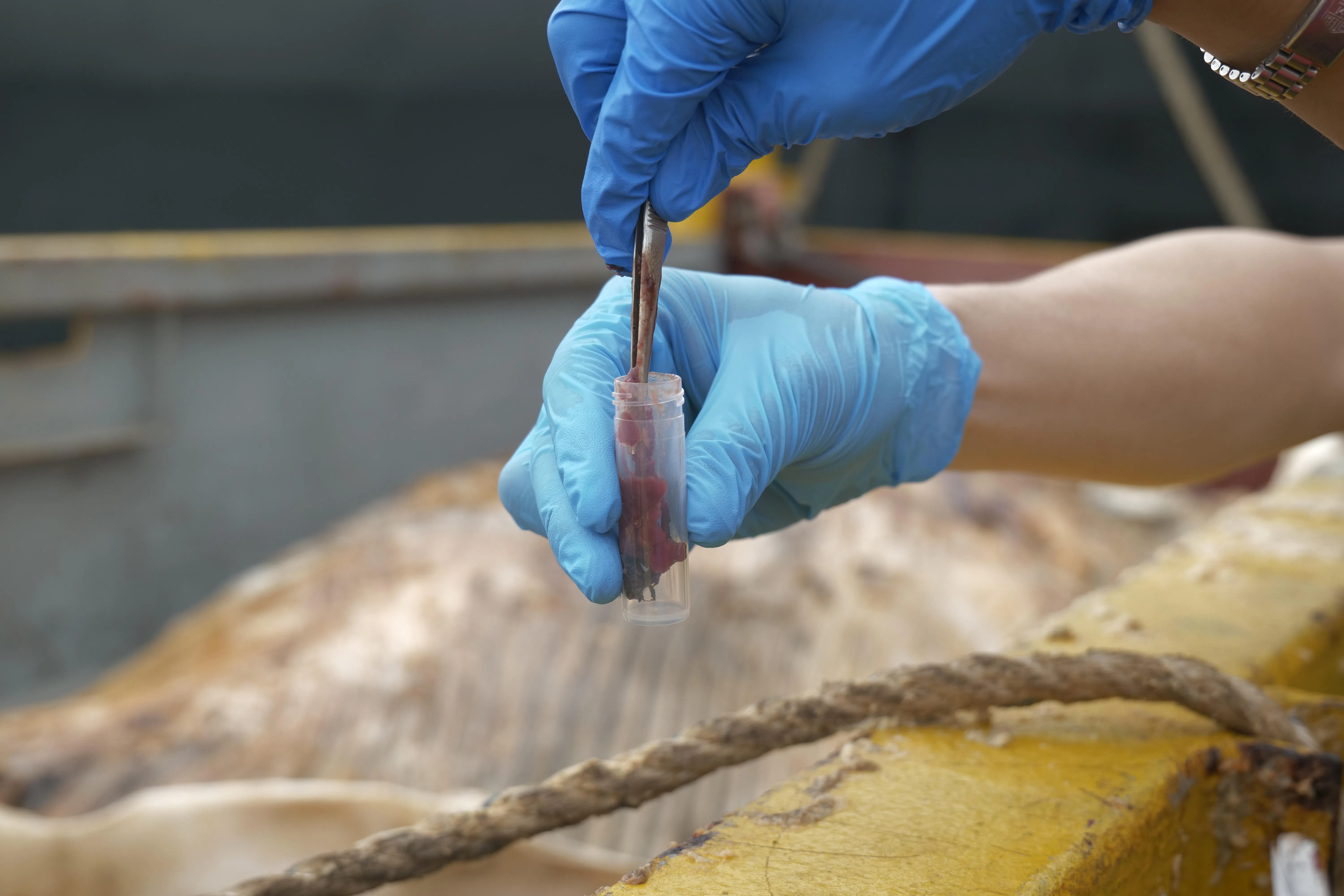 研究团队解剖的同时，也收集须鲸的样本，以便日后进行深入分析。（国大李光前自然历史博物馆提供）