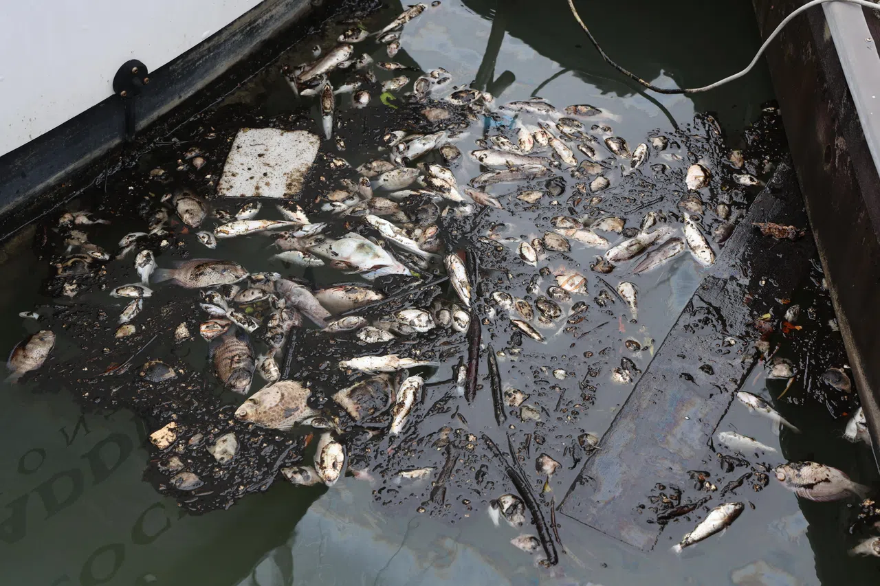 污染物沿渠沟流入海里，导致许多海洋生物死亡。（档案照片）