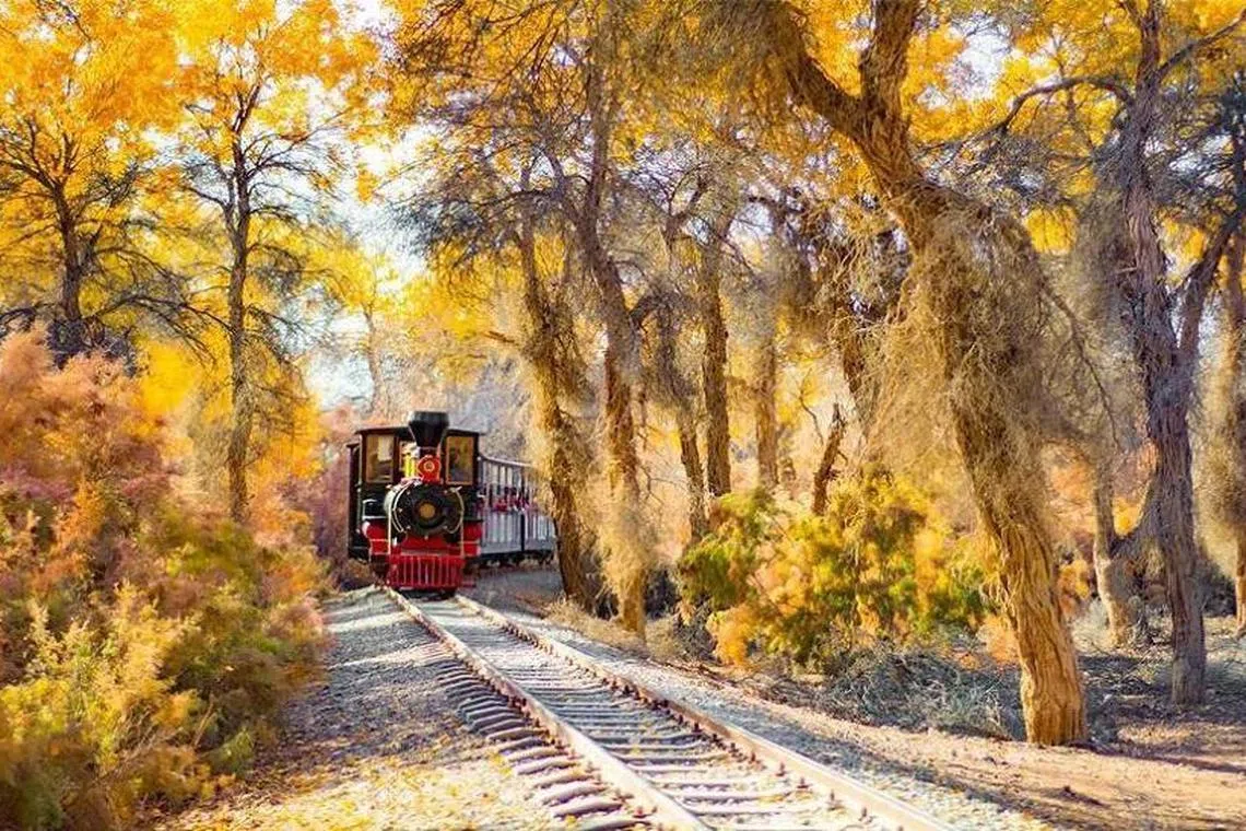 在10月的第一个星期后乘坐小火车游览南疆的沙漠胡杨林公园，观赏胡杨林绽放最美丽的金黄色。（中欧航旅提供）
