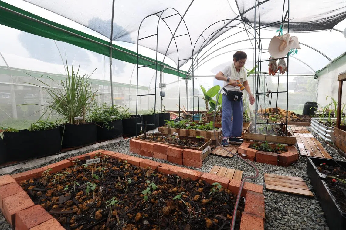 占地5000平方米的本地首个社会企业社区城市菜园，在西海岸公园开幕。（郑一鸣摄）